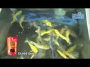 Buy Hikari Cichlid Gold Medium