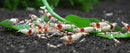 Neo Compact Soil Plants “Shrimp”