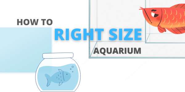 How to Select the right aquarium size Beginner