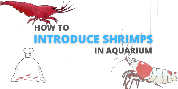 How to introduce Shrimps in your aquarium ?