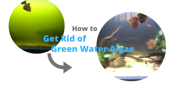 How to get Rid of Green Water Algae