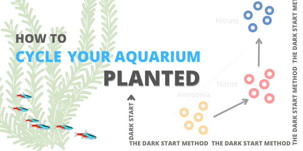 How to Cycle your Aquarium: Planted