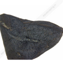 Coconut Carbon 18L MT226