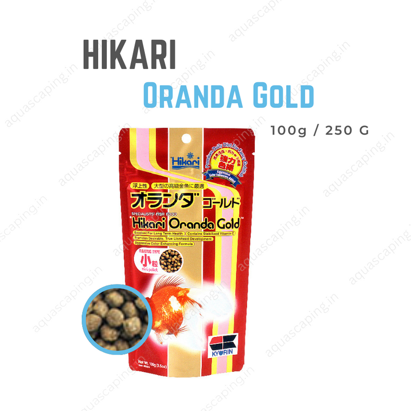 Buy Hikari Oranda Gold