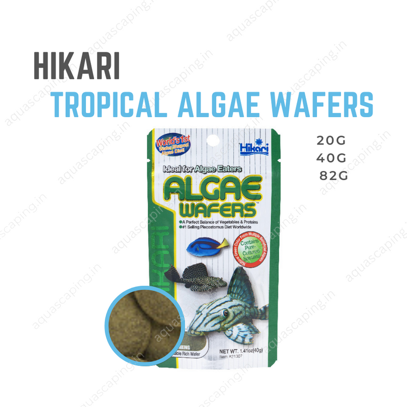 Buy Hikari Tropical ALGAE WAFERS