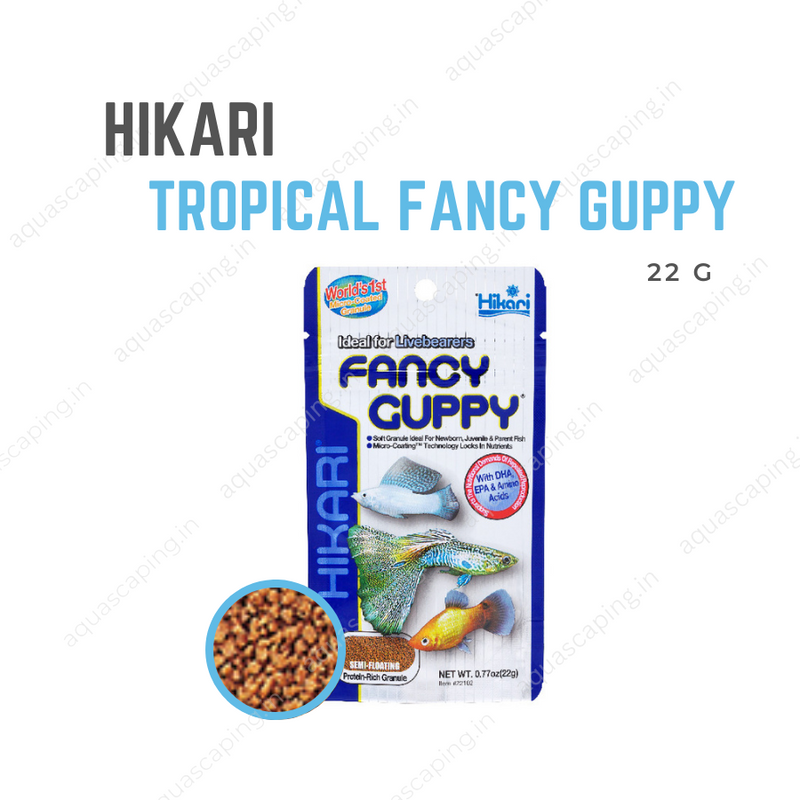 Buy Hikari Fancy Guppy