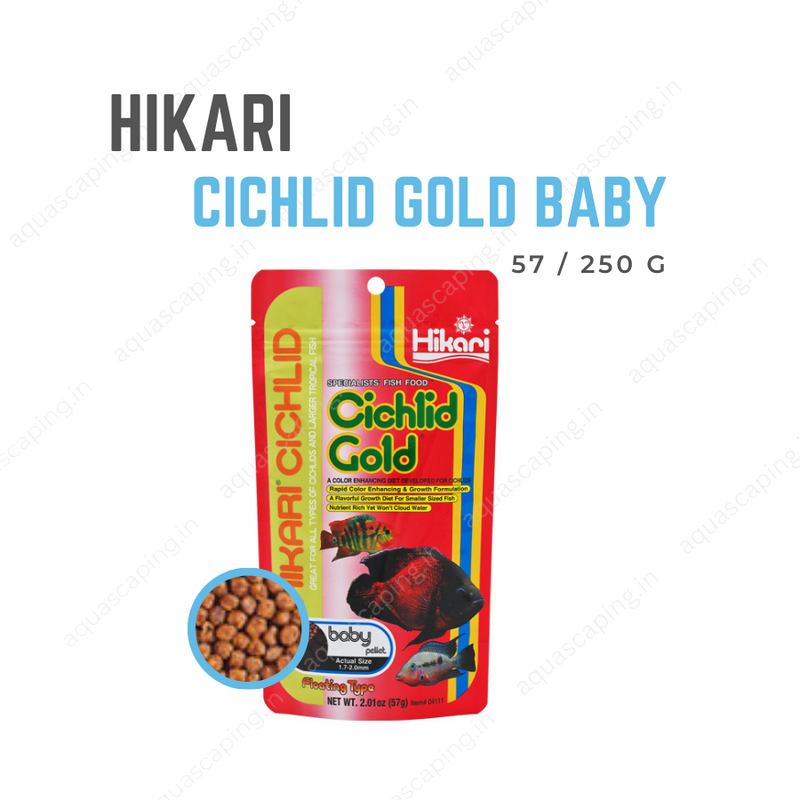 Buy Hikari Cichlid Gold Baby