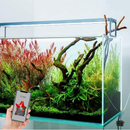 Led star slim pro with decorative plants and a hand holding a smartphone displaying an app interface.
