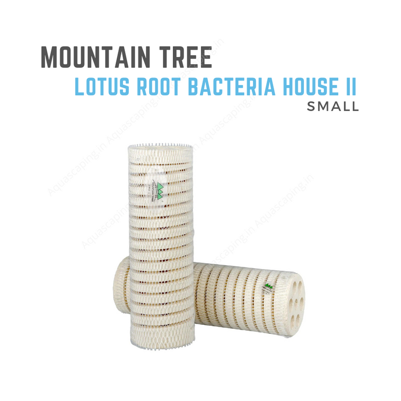 Lotus Root Bacteria House II 2 Small online india