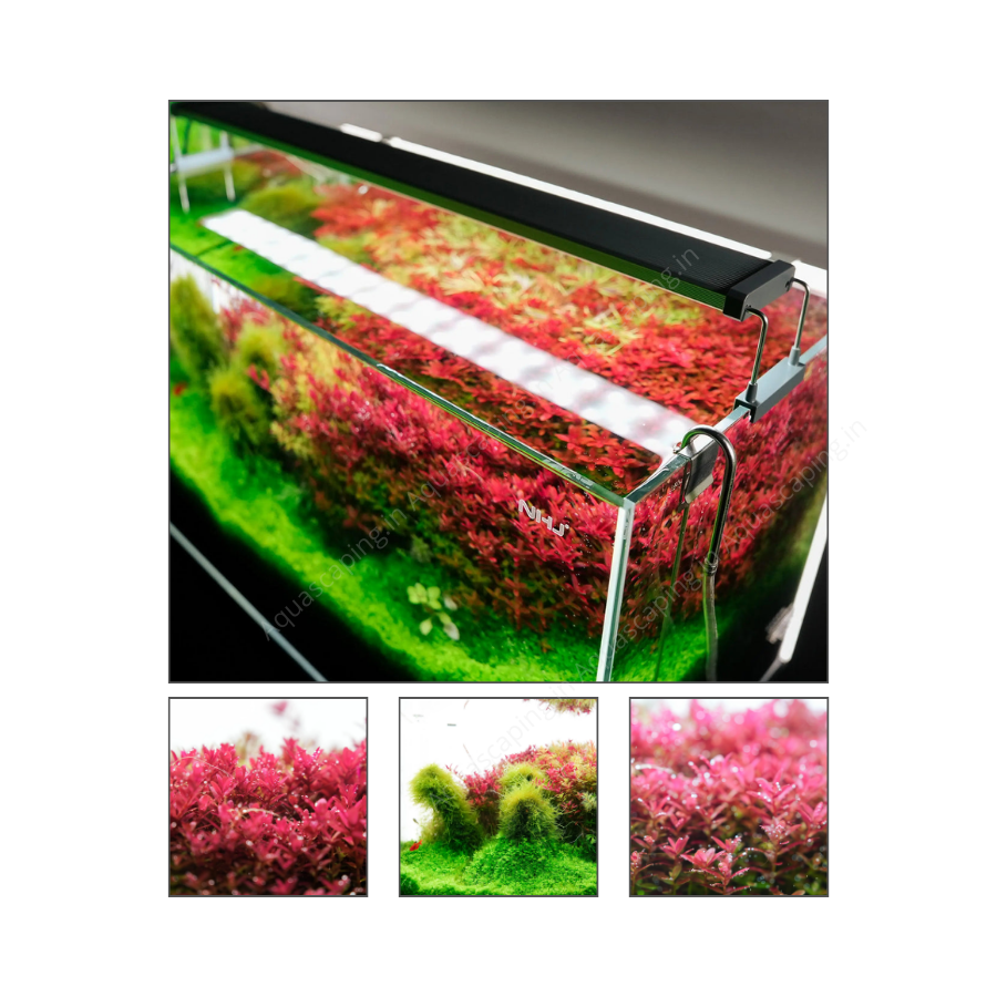 Chihiros B Series Aquascaping Online India