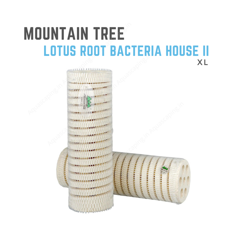 buy mountain tree Lotus Root Bacteria House II 2 XL online india