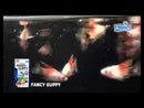 Buy Hikari Tropical Fancy Guppy
