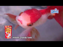 Buy Hikari Oranda Gold