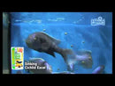 Buy Hikari Sinking Cichlid Excel Mini