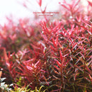 Neo Soil "Powder" Compact Plants