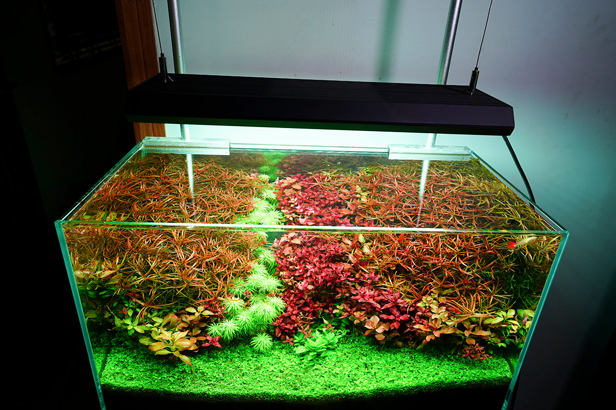 Chihiros WRGB VIVID II Aquascaping India