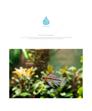 Neo BOOSTER Tropical